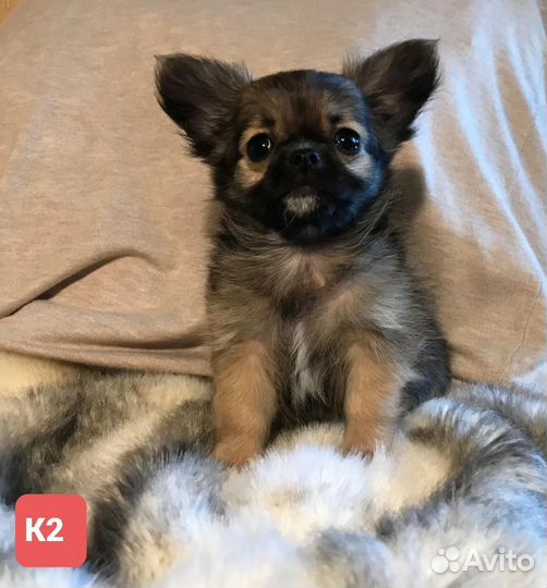 Щенки чихуахуа