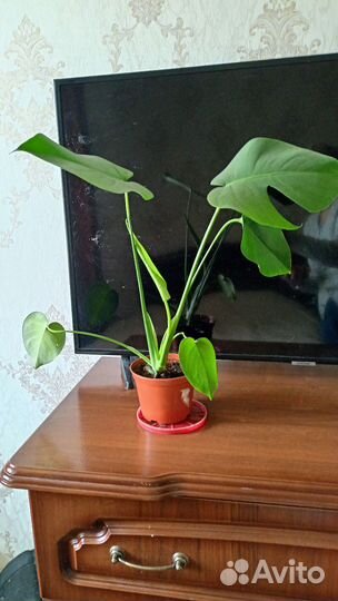 Монстера Лиана