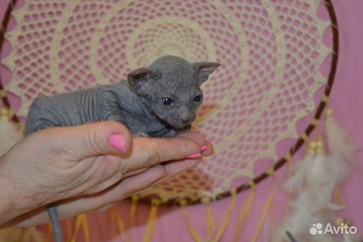 Котята сфинкс