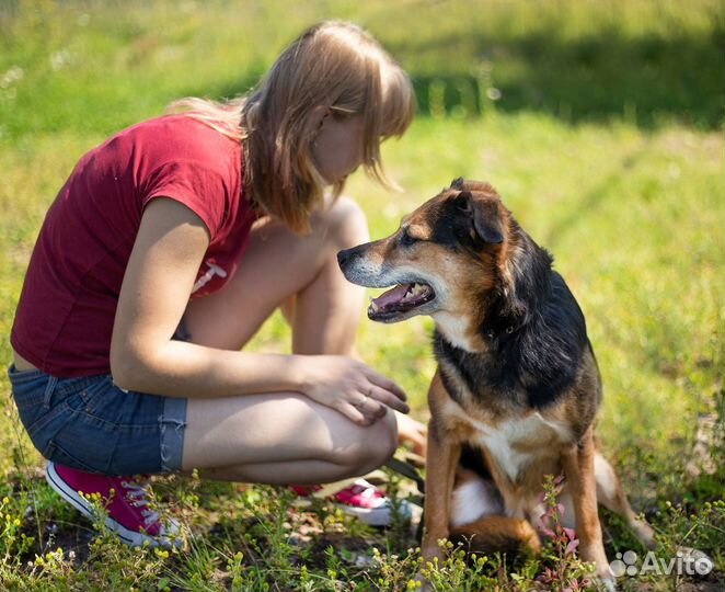 Собаки приюта ищут дом