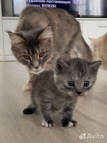 Отдам котёнка (девочка)