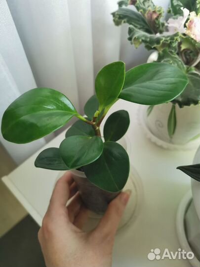 Пеперомия туполистная, растение, цветы комнатные