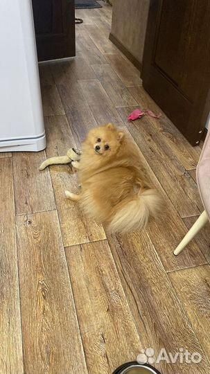 Померанский шпиц вязка кобель