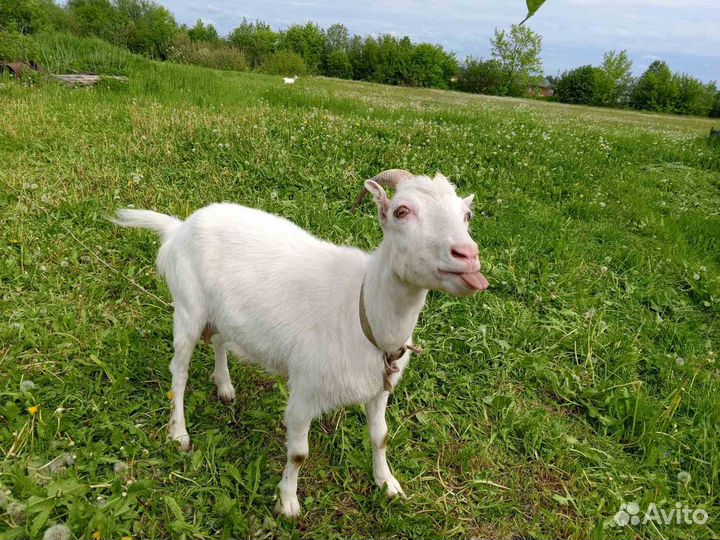 Коза 1.3 года