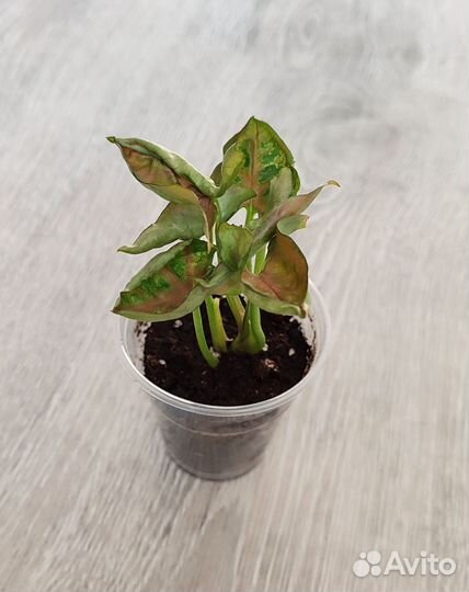 Сингониумы