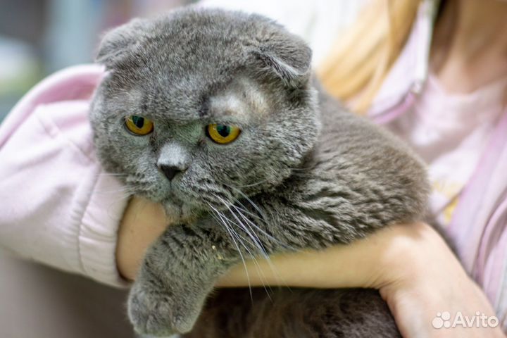 Котик Март ищет дом