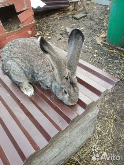 Молодые самцы Фландер