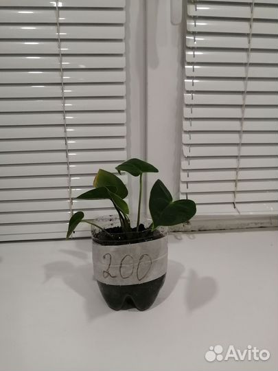 Комнатные цветы антуриум