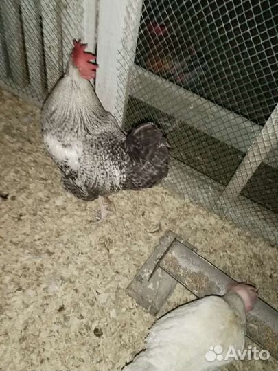 Петухи красавцы