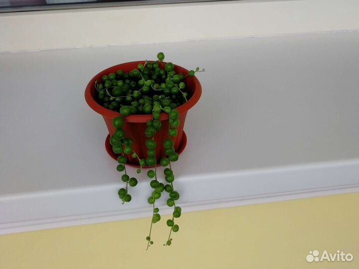 Крестовник роули