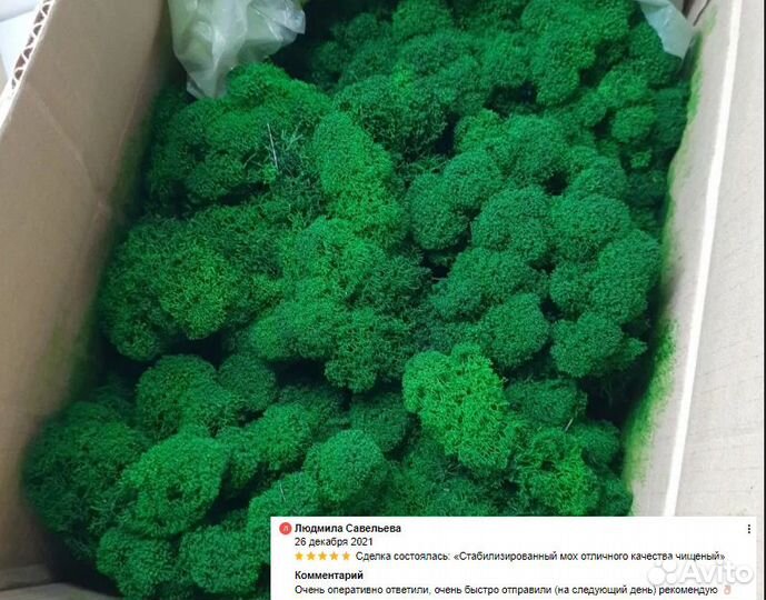 Стабилизированный мох эко дизайн, ягель и кочка