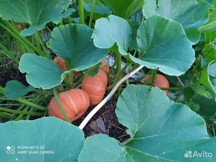 Тыква, кабачки