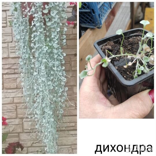 Ипомея батат, лизимахия, плетрантус