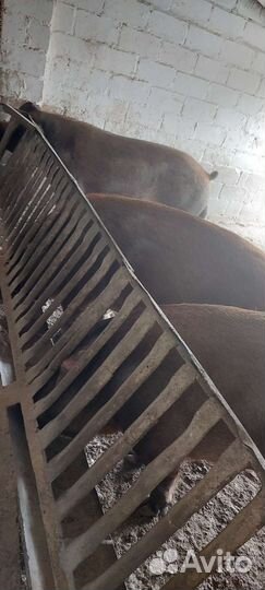 Свиноматки и хряк