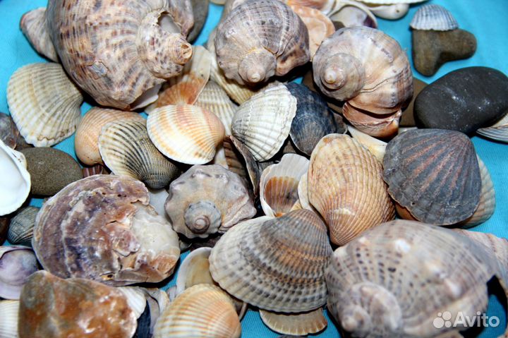 Продам натуральные ракушки для аквариума