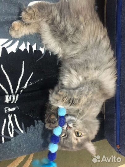 Кошка ищет дом