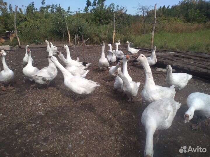 Утки, индоутки