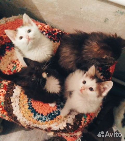 Кошка в дар бесплатно