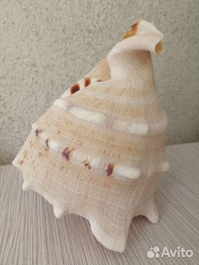 Ракушка морская раковина огромная 24 см