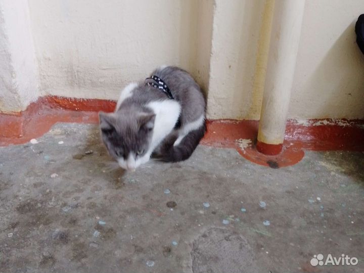 Отдам кота в добрые руки