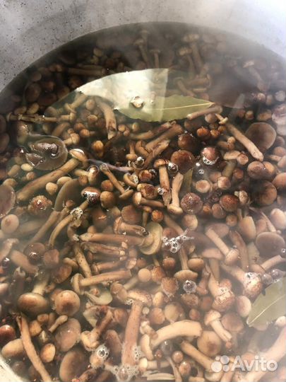 Грибы грузди солёные опята огурцы