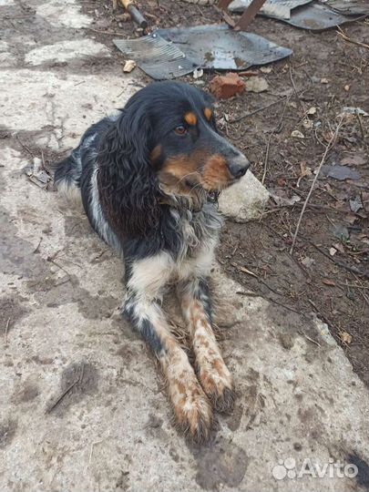 Спаниель Вязка