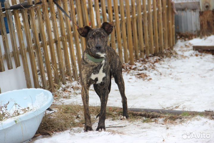 Отдам бесплатно в хорошую семью