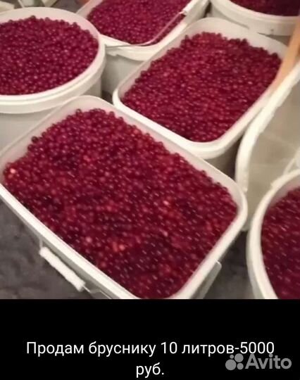 Брусника свежая