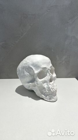 Гипсовый череп