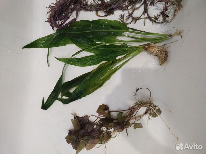 Аквариумное растение