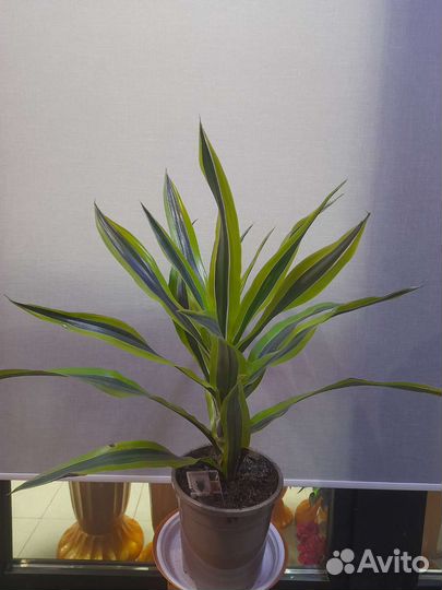 Драцена лимон лайм