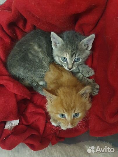 Котята бесплатно