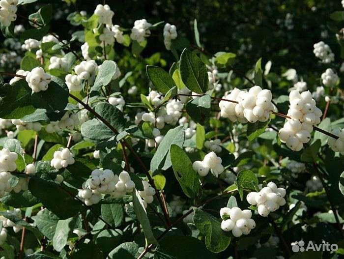 Снежноягодник