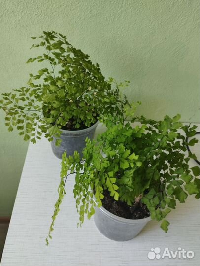 Венерин волос и клеродендрум Томпсон Бронь