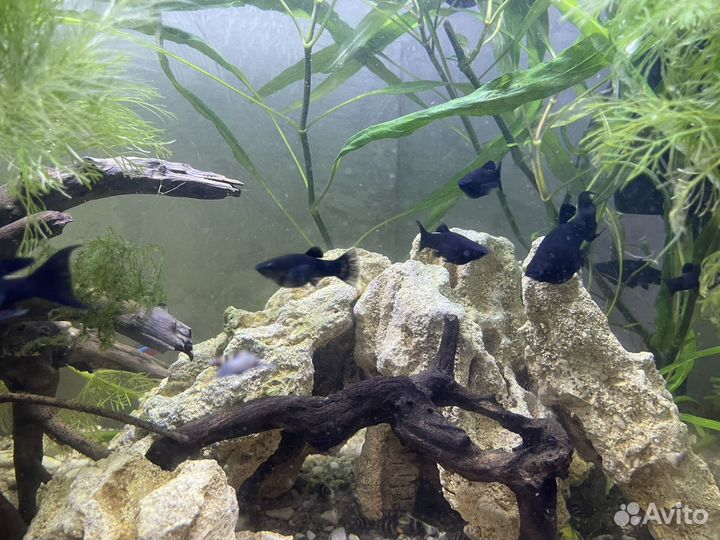 Рыбки, улитки, растения