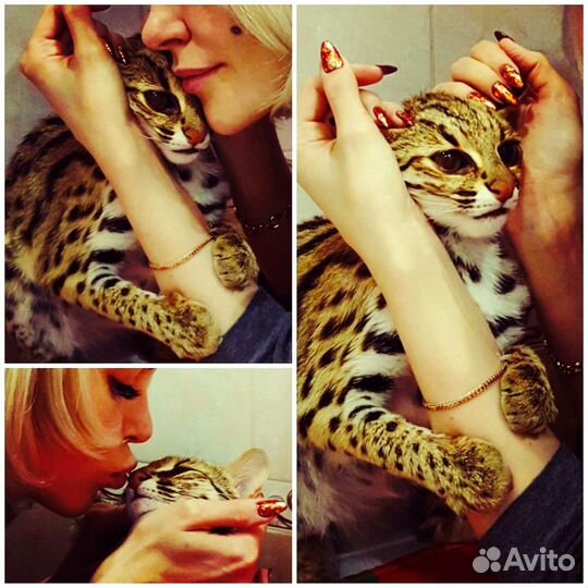 Алк кoтята для разведения и дома.зима 23.г