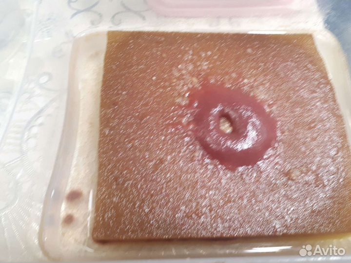 Культура аулофорус на губке, живой корм. Гриндаль