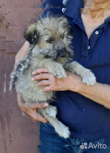 Собака терьеры