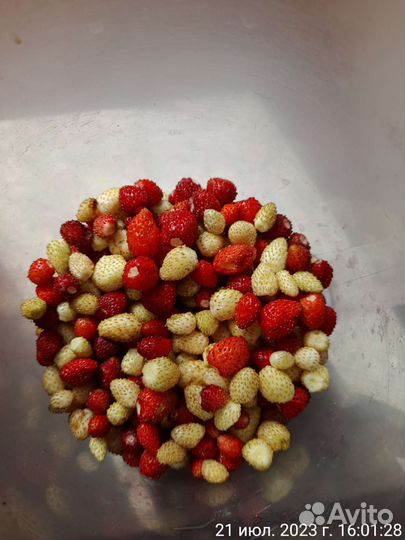 Рассада земляники