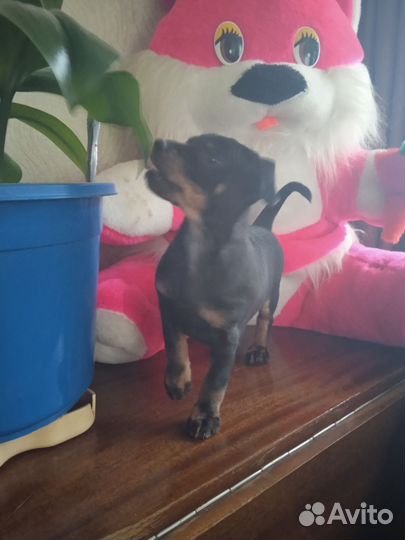 Щенки русский той-терьер