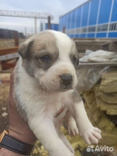 Четыре девочки в добрые руки