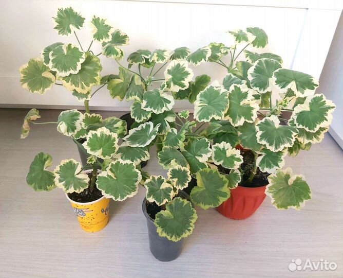 Пеларгония герань