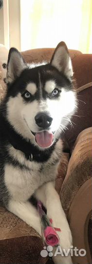 Хаски вязка с документами