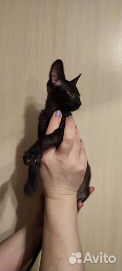 Корниш-рекс
