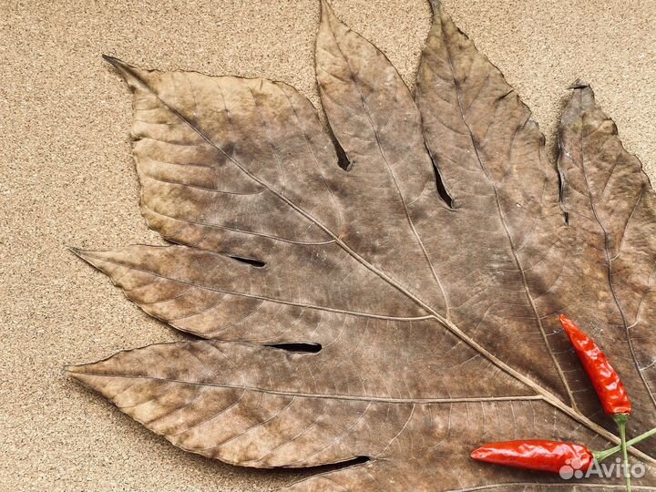 Сухие листья гербарий