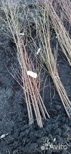 Саженцы Персиков Нектарины Абрикосы