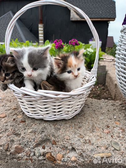 Котята в добрые руки