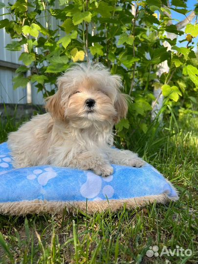 Мальтипу f1 mini