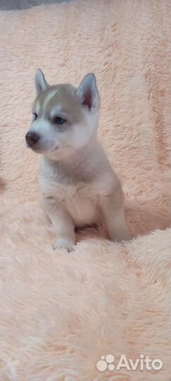 Очаровательные хаски