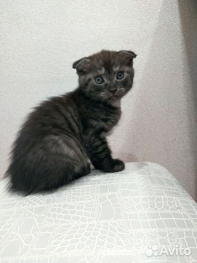 Британские котята